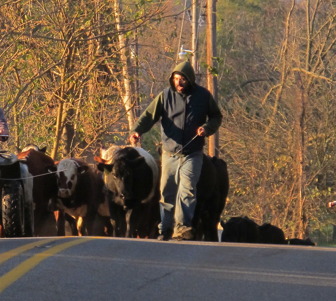 cattlerun