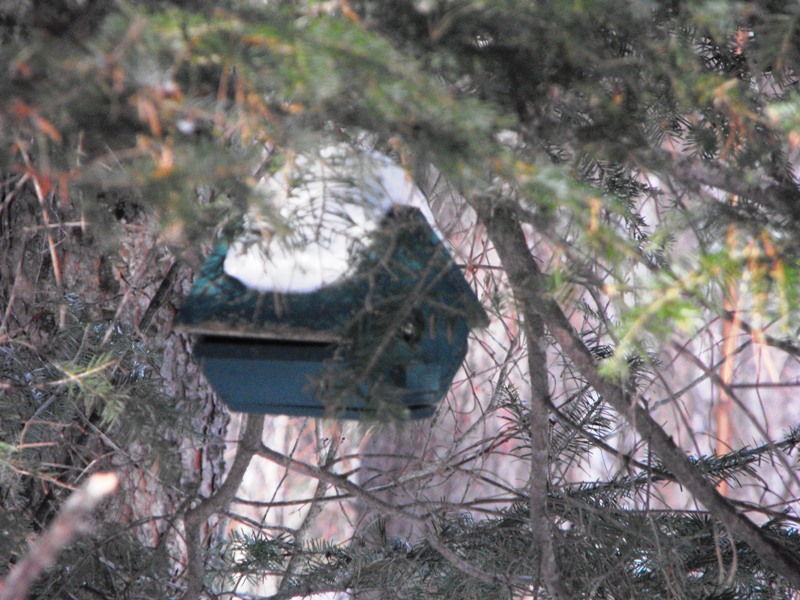 birdfeeder